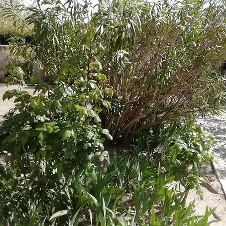 Bed & Breakfast Chez Fleur Avignon