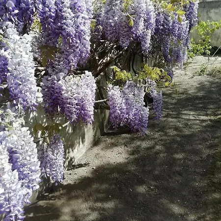 Chez Fleur *
